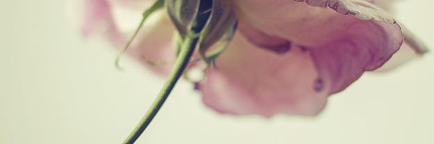 _dazzad_'s profile banner image