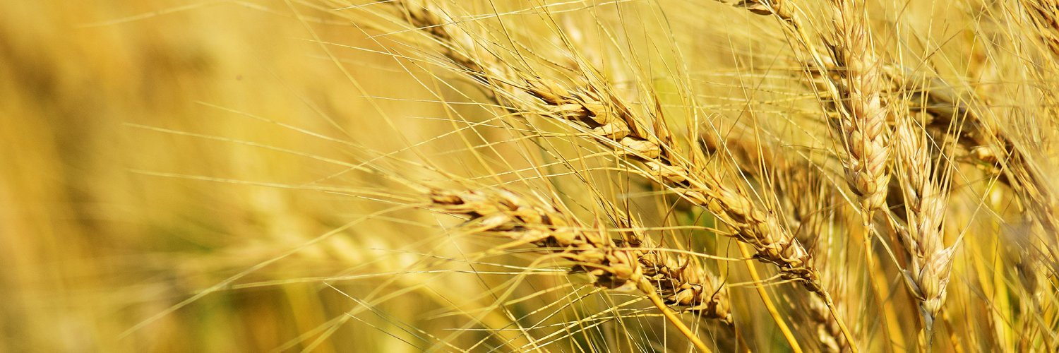 StPaulSeed's profile banner image