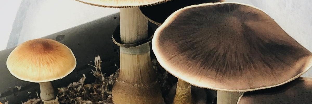 Numinus Bioscience banner