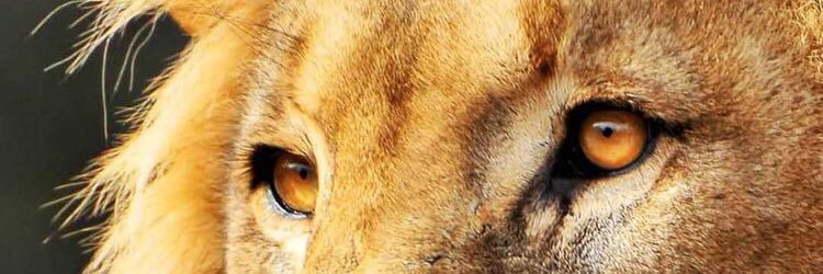 shsoliman's profile banner image