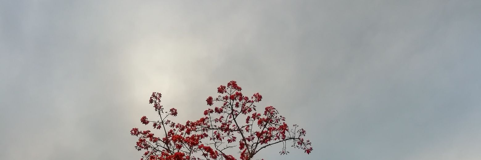 DorisArceA's profile banner image