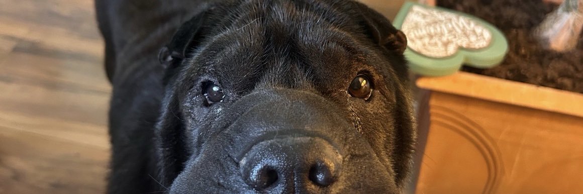 I’m not a wolf 🐺 🇺🇸 banner