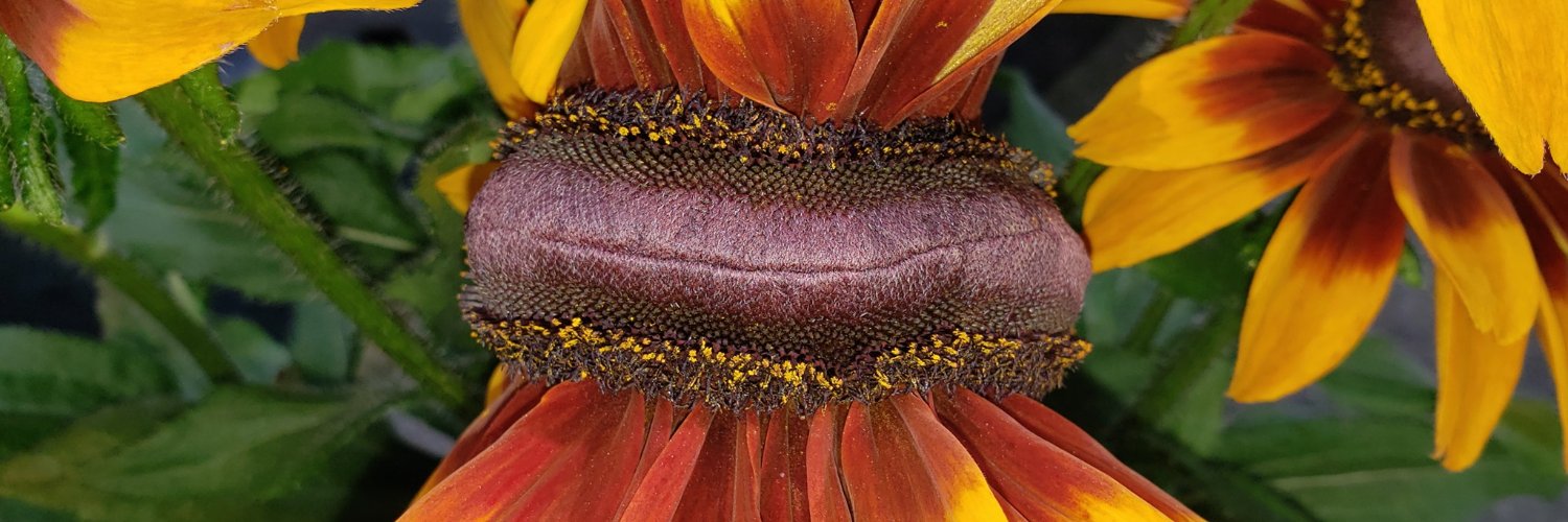 mutantgardener's profile banner image