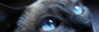 Aya_Micami's profile banner image