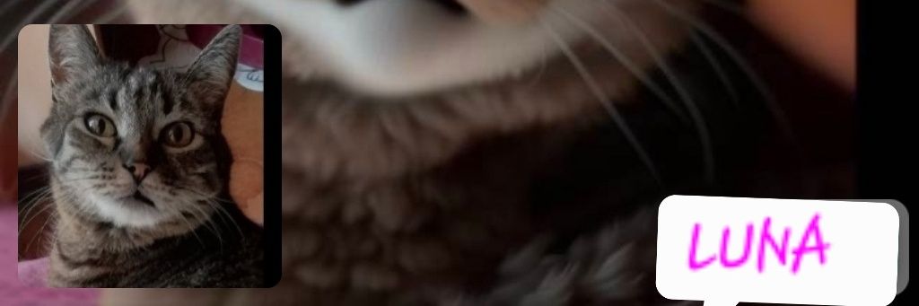 PlutoDany's profile banner image