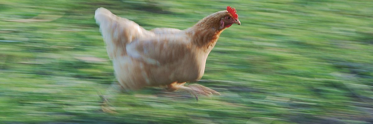 JLAN_LastChick's profile banner image