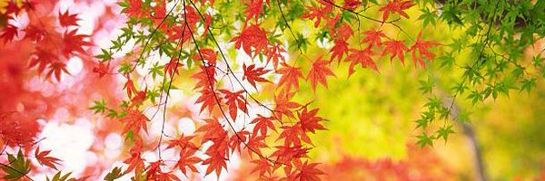 kbftweet Profile Banner