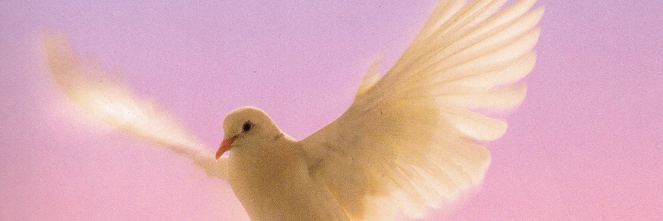 One Thousand Birds banner