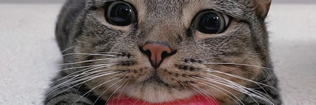 Мыш Мышыч Мышинский banner