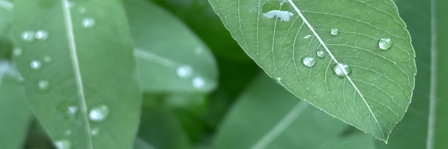 mimi's banner