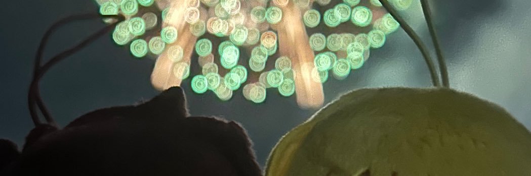 sunnymaple000's profile banner image