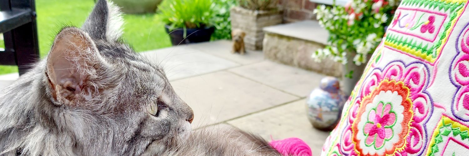 Hoomum to🌈Harry the Hazcat🌈 banner