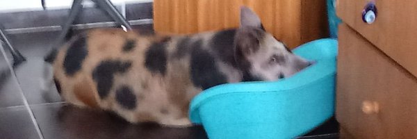 MottaVelloso Profile Banner