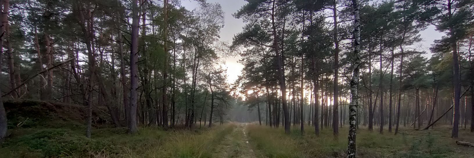 CorJa22 🕊️ banner