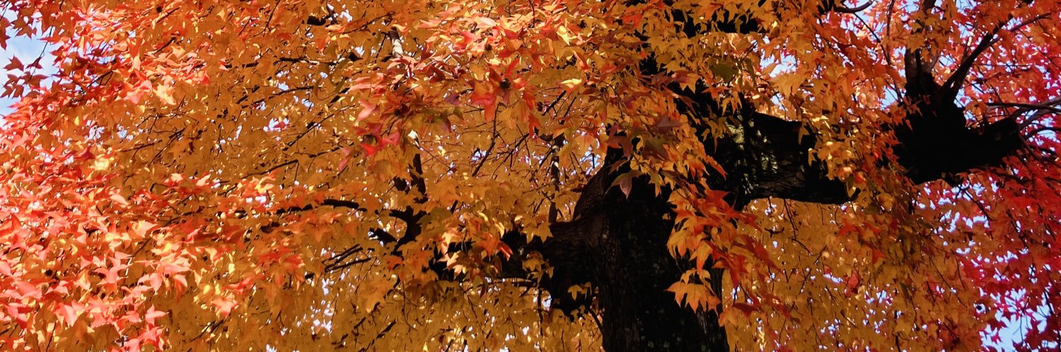 月邑弥生🕊️えこわっか店長 banner