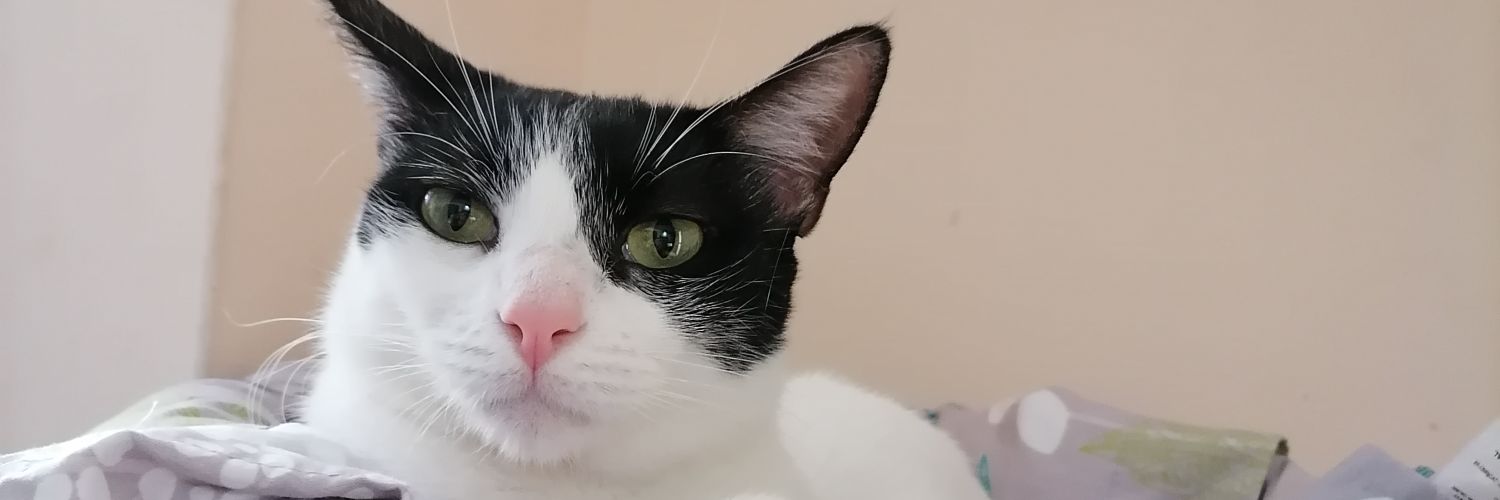 BlondeSmall's profile banner image