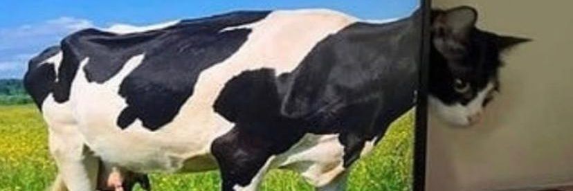 cndrasptian's profile banner image