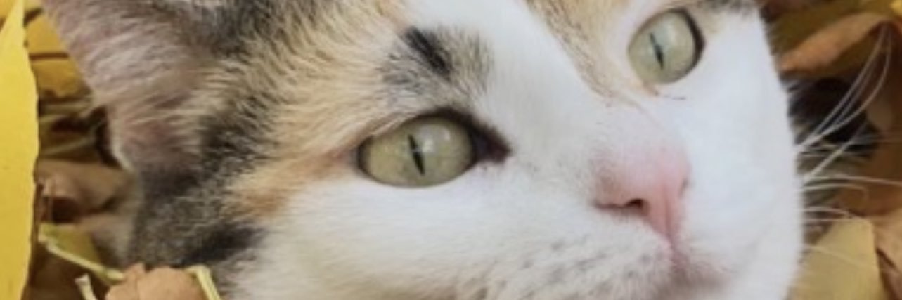transmaxxx's profile banner image