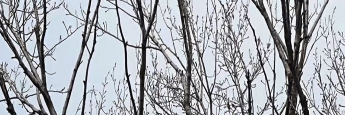 兎牛乳🥛's banner