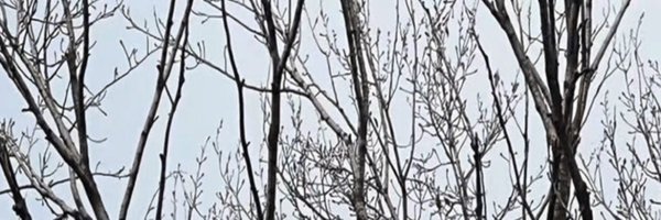 lapin_mil9 Profile Banner