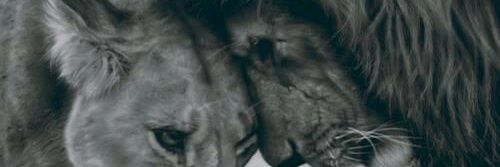 RoyDe1984's profile banner image