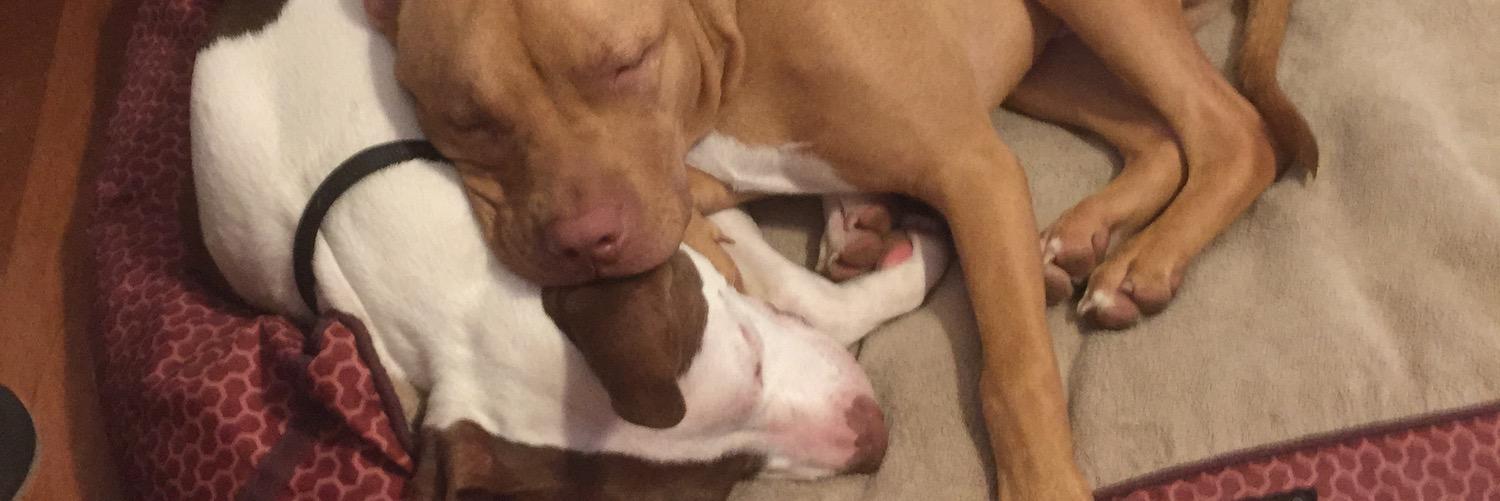 Brittany Paddock banner