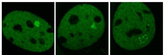 Diego Presman banner