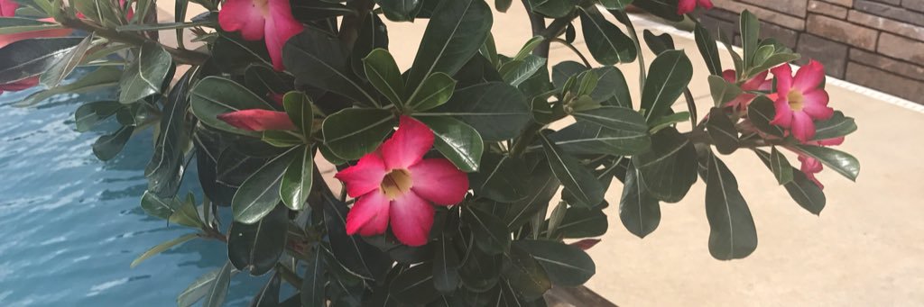 renogan111's profile banner image