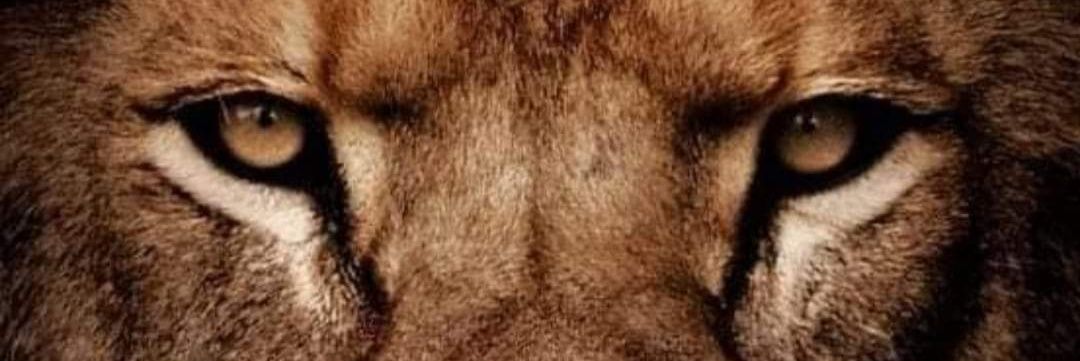Supii007's profile banner image