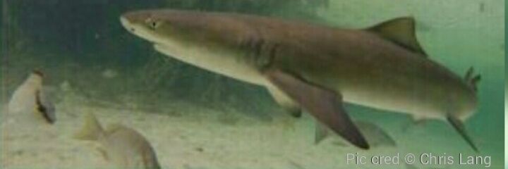 oceanfinatic banner