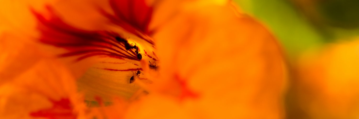 Patrick William Adams banner