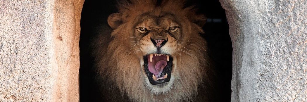 Sudolion's profile banner image