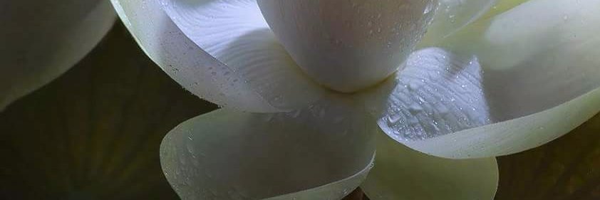 Algarcialuz's profile banner image