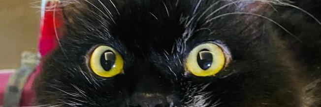 ISkinnyarms's profile banner image