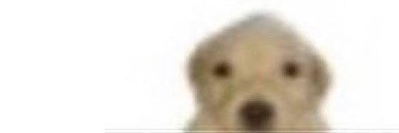 vivi banner