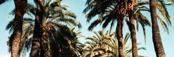 coco’s cap ! banner