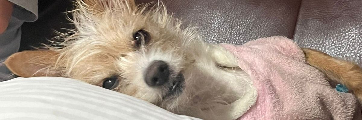 Alma_Chatis's profile banner image
