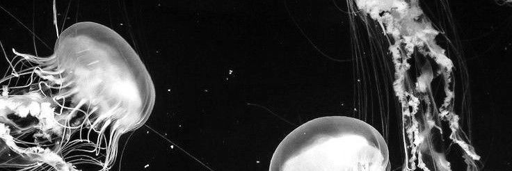 MURIAaa🦚🦉/🗿🦚 °|🔺🔻 banner