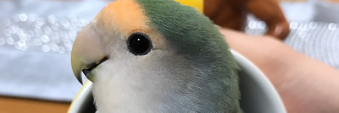 chestnut_forest's profile banner image