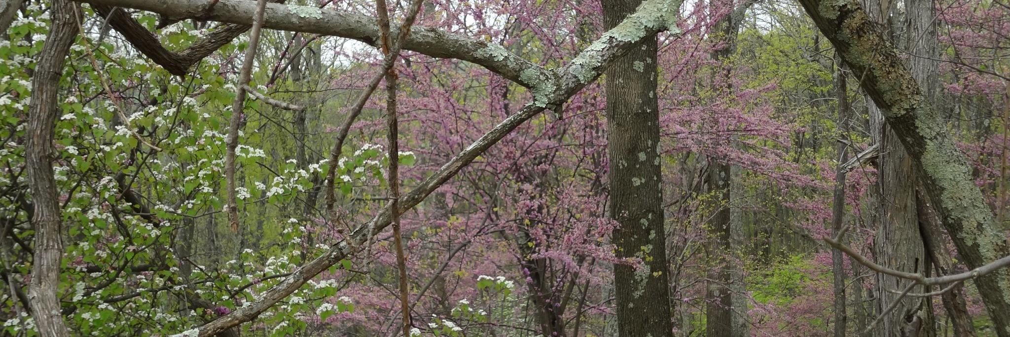 Susan Rundell Singer banner