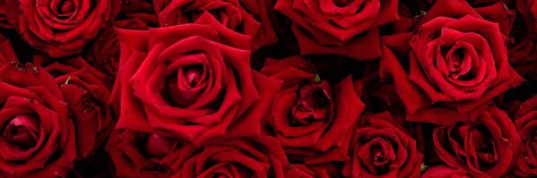 Чёрное сибирское золото banner