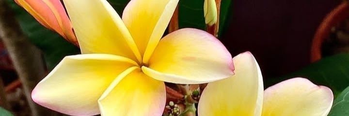 magemyl's profile banner image