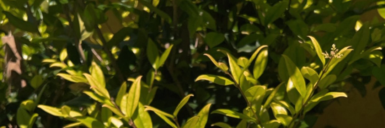 mayajanis45's profile banner image