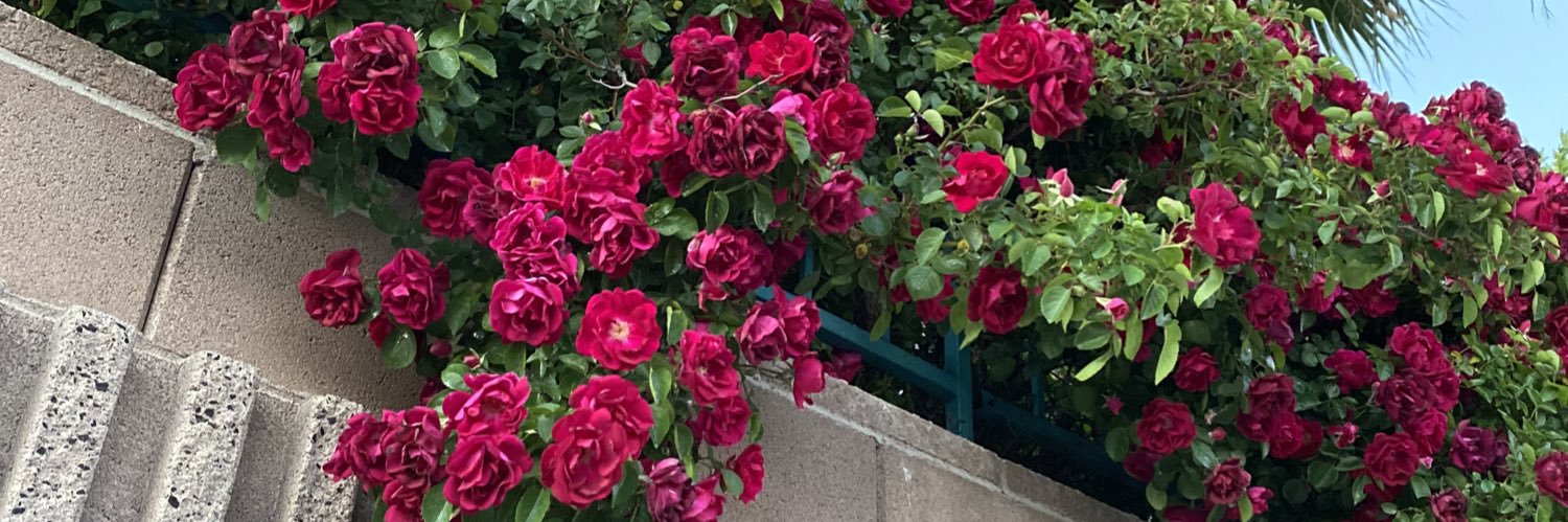 Shmosep's profile banner image