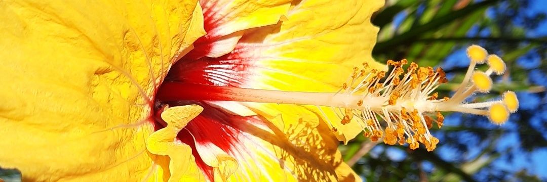 Filesta ☮️ banner