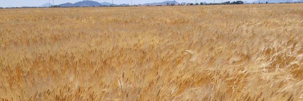 StephChilihead Profile Banner