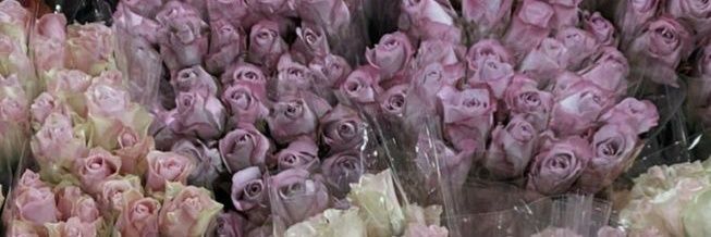 ᯤ̸ ◗. monicα ☆̲ 🩷﹗ banner