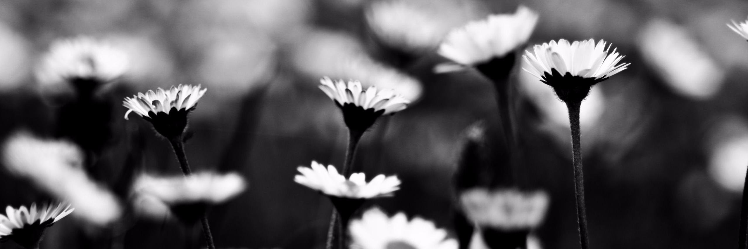 🍪. banner