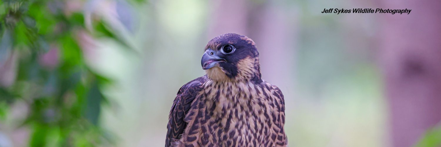 Jeff’s Wildlife Photography's banner