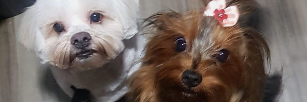 Kikorafa2's profile banner image